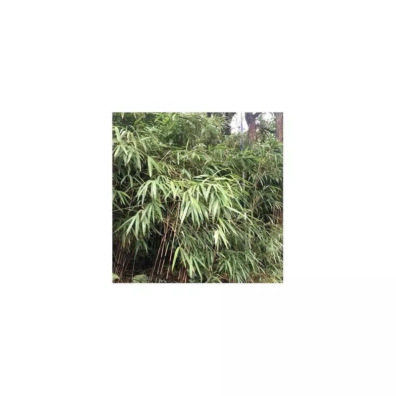 Garden Danger: 4 Common UK Plants That Could Harm Your Pets