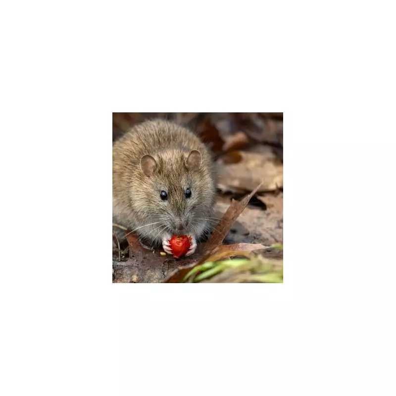 Gardeners' Alert: 7 Expert Tips to Keep Rats Away From Your Home and Garden