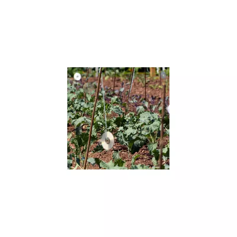 Gardeners' Ingenious CD Hack Deters Pesky Birds From Ruining Plants