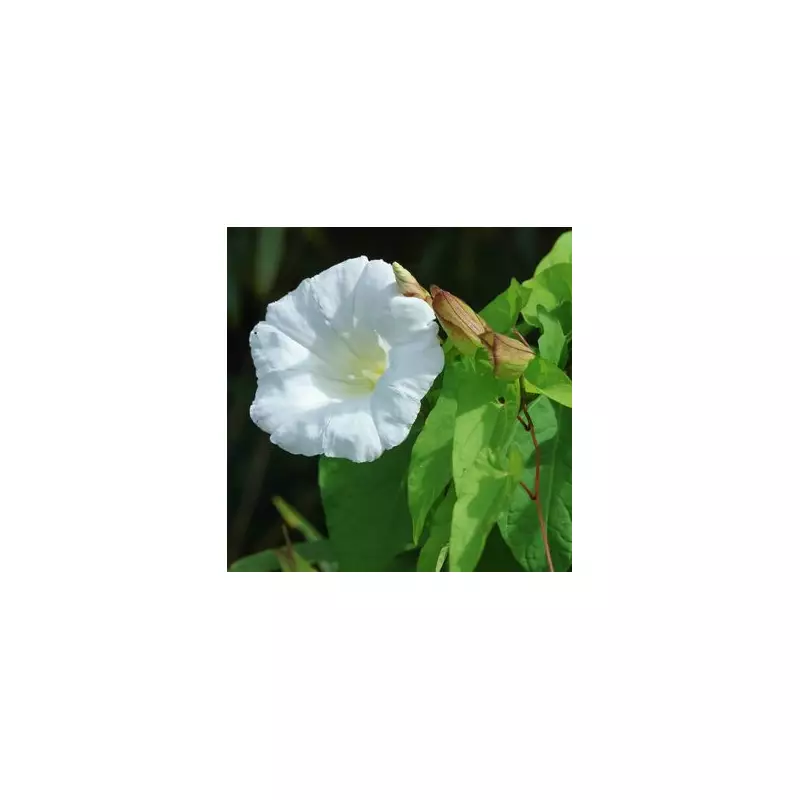 Gardeners' Nightmare: Why You Should Never Compost Bindweed and What to Do Instead