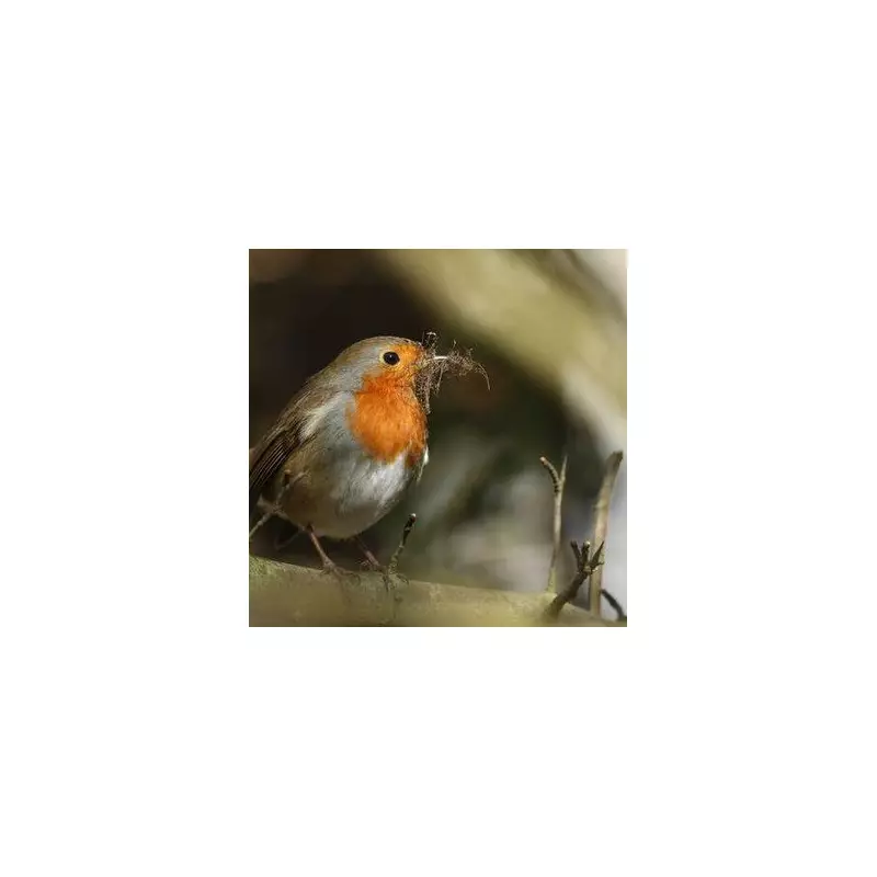 Gardeners' Secret Revealed: The Simple Trick to Attract Robins All Year Round