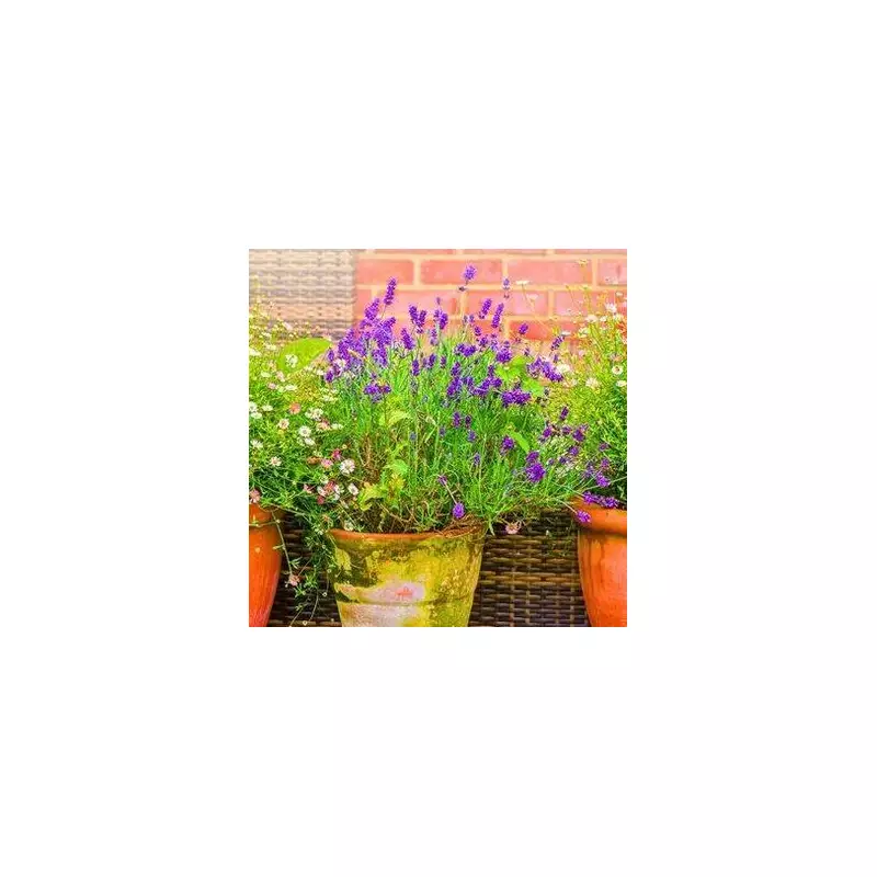 Gardeners' Secret Weapon: The Simple Fertiliser Trick for Thriving Rosemary and Thyme