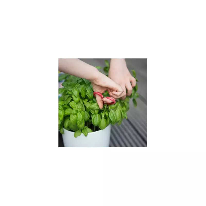 Gardening Expert Reveals Simple Trick for Growing Giant Basil Leaves in Your Kitchen