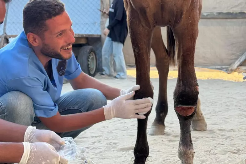 Gaza Veterinarian Killed in Israeli Airstrike as Ceasefire Negotiations Continue