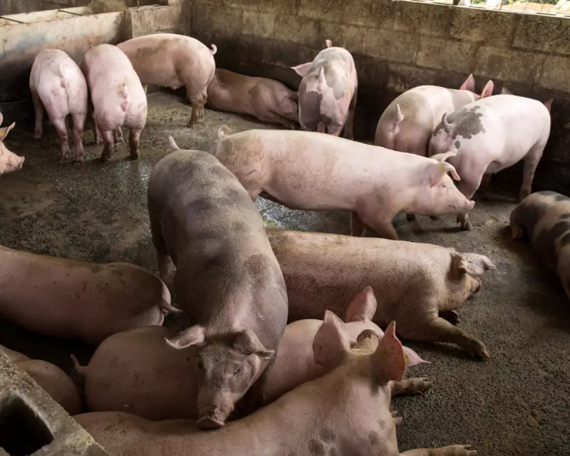 Gene-Edited Pigs Breakthrough: British Scientists Create Swine Fever Resistant Herd