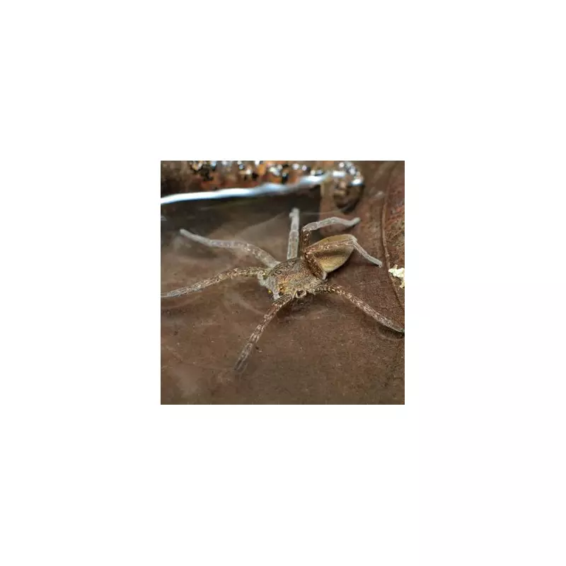 Giant Fishing Spider Invades UK Garden: Hand-Sized Arachnid's Shocking Catch Revealed