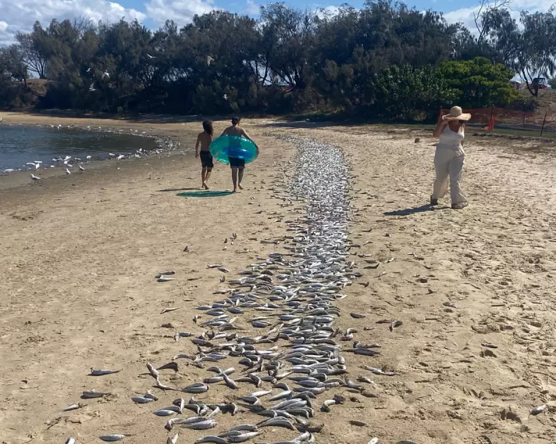 Gold Coast Marine Mystery: Scientists Point to Heatwave as Likely Cause of Mass Fish Kill