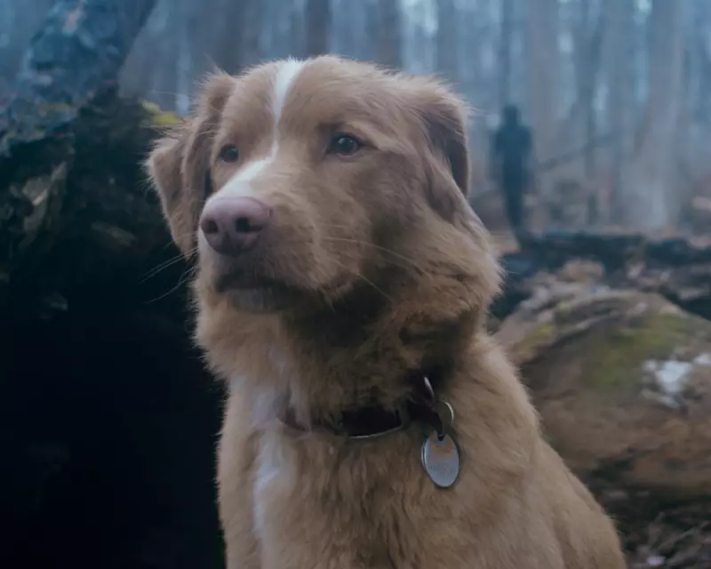 Good Boy Review: This Supernatural Horror Will Make You Question Your Furry Friend