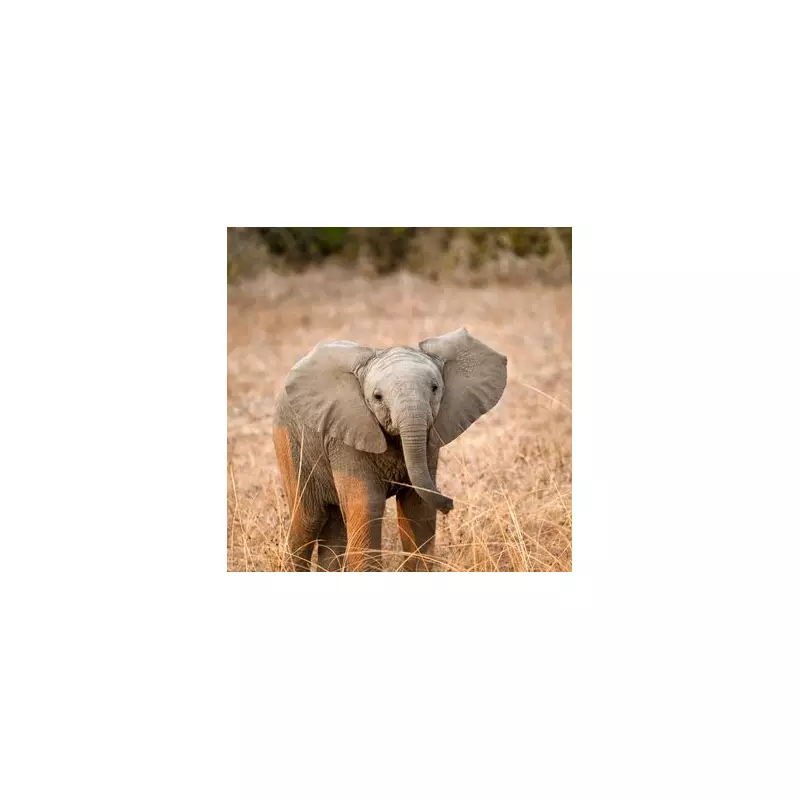 Heart-Melting Moment: Orphaned Elephant Calf's Joyful Reaction to Milk Bottle Goes Viral