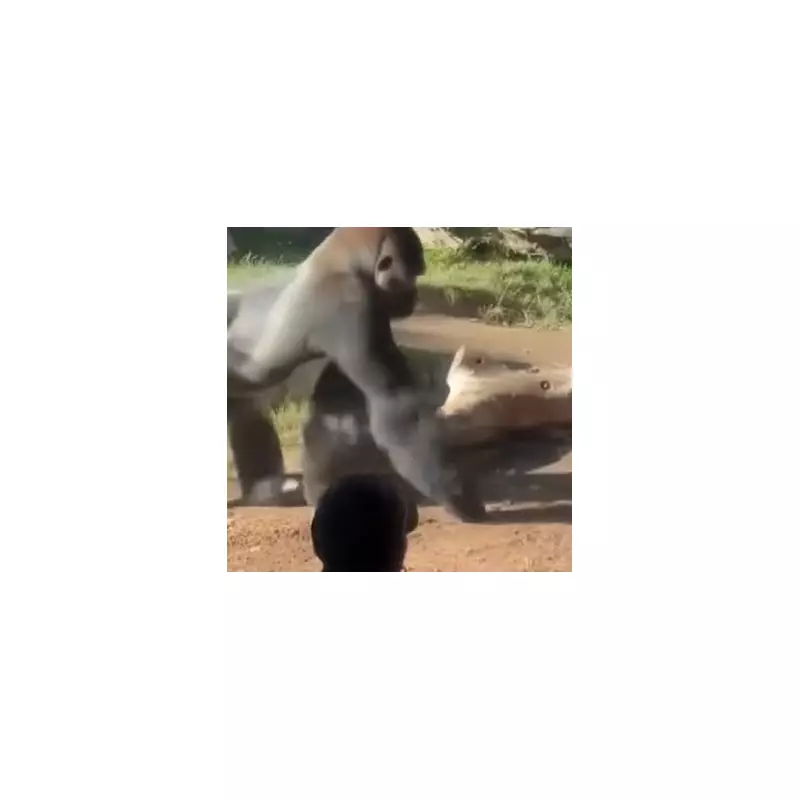 Heart-Stopping Moment: Enraged Gorilla Charges at Zoo Visitors in Terrifying Encounter