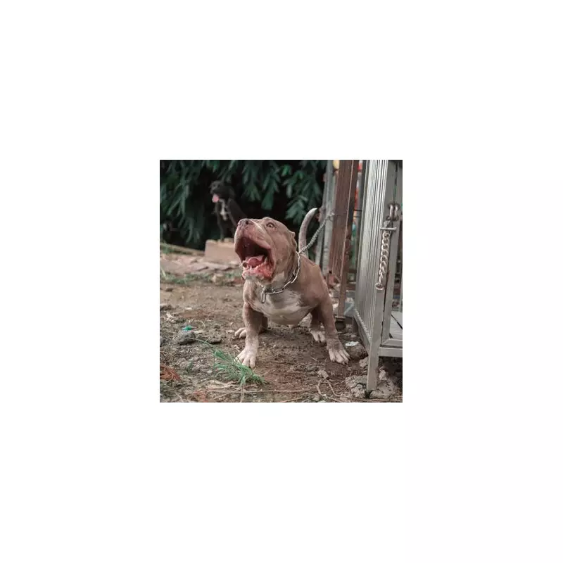 Heartbreaking Choice: Desperate Dog Owners Forced to Consider Rehoming Beloved Pets Amid Veterinary Crisis