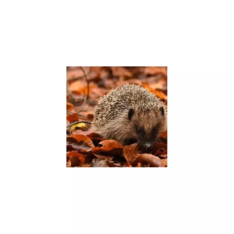 Help! I've Found a Sick Hedgehog: Your Essential Wildlife Rescue Guide