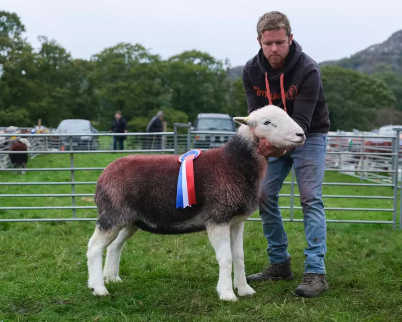 Herdwick Sheep: The Living Heart of the Lake District's Fells