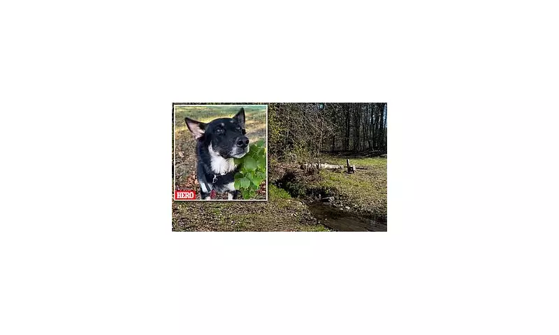 Heroic Hound Saves Toddler in New Hampshire Wilderness: Incredible Rescue Story