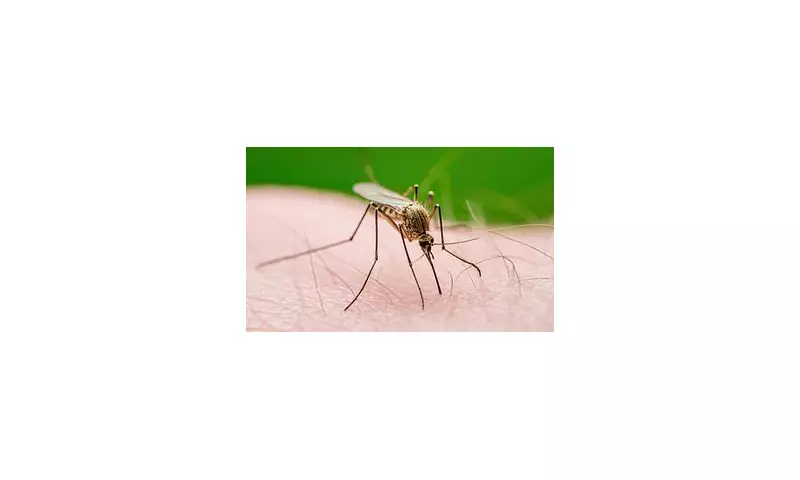 Holiday Health Alert: Deadly Mosquito-Borne Disease Detected in Popular Spanish Resort Area