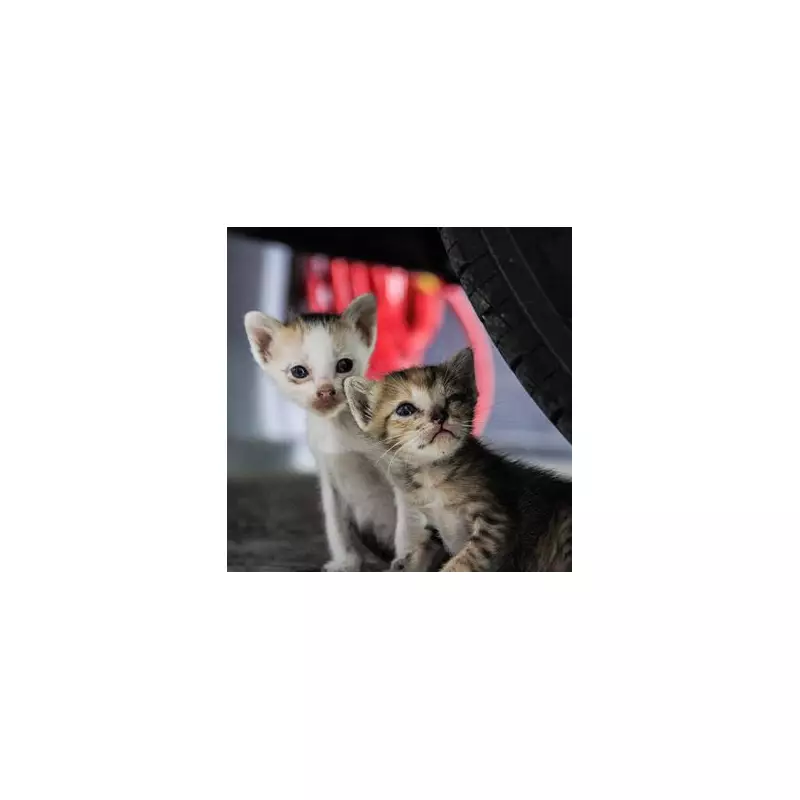 Homeowner's Horror: 'Cat Attack' Turns Out to Be Baby Fox Stuck in Floorboards