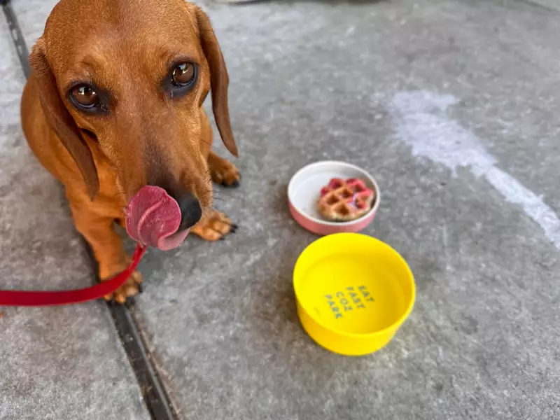 How a Rescue Dachshund Became My Unlikely Lifeline Back to Happiness