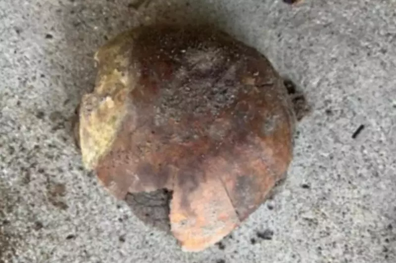 Human Skull Discovery in Indiana River Sparks Coroner's Investigation