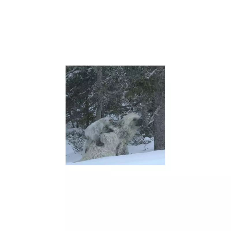 Ice Age Secrets Unearthed: How Extinct Snow Sloths Are Rewriting Prehistoric History