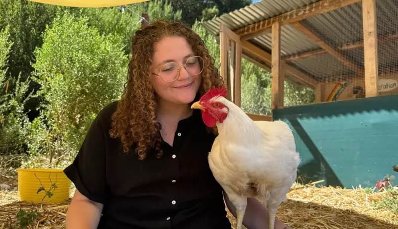 Inside the Daring Chicken Rescue: Hundreds Saved from Factory Farm Fate