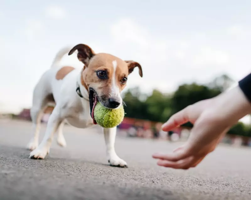 Is Your Dog Addicted to Toys? New Study Reveals Compulsive Behaviour in Canines