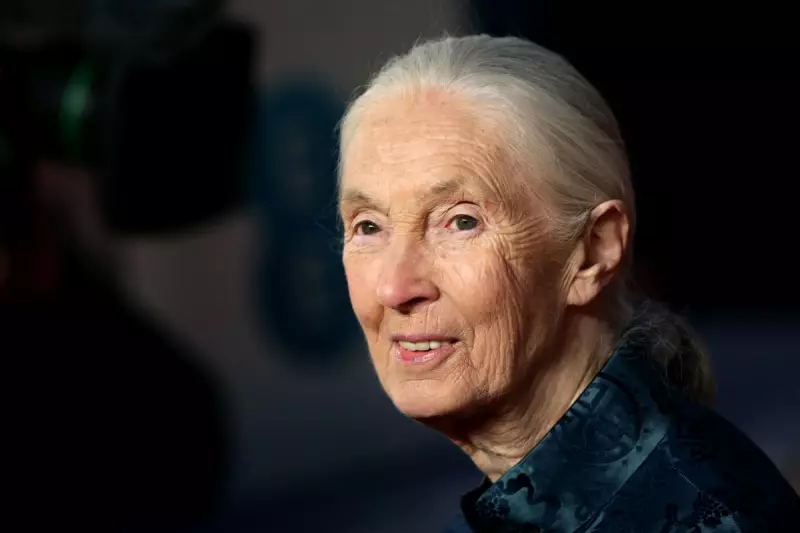 Jane Goodall Banned from Facebook in Shocking Case of Mistaken Identity