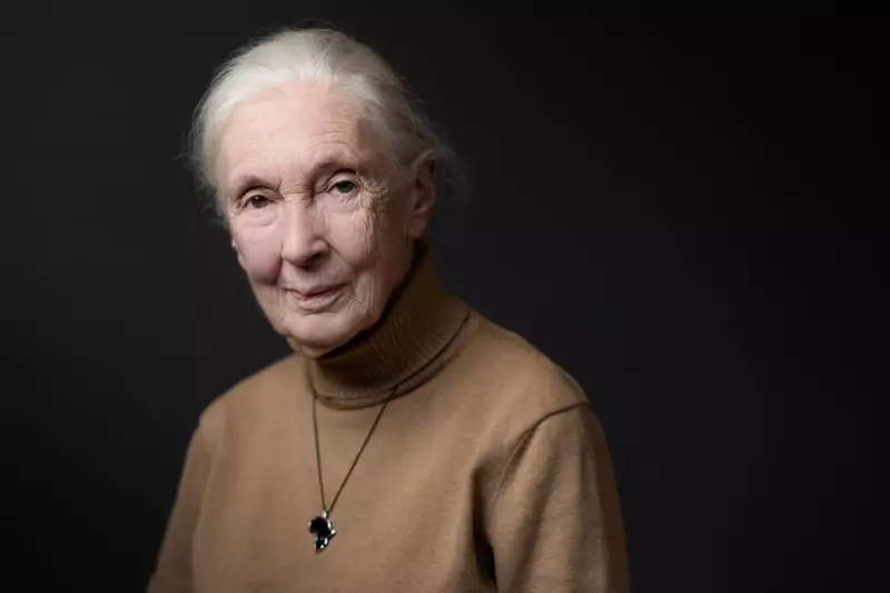 Jane Goodall Delivers Stark Warning: Trump, Musk and Putin Threaten Global Future