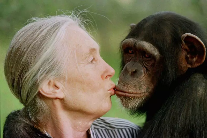 Jane Goodall's Urgent Plea: World Leaders Are Failing Our Planet