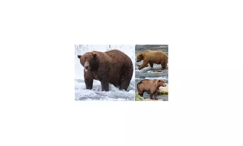 King of Katmai: Colossal 1,200lb Bear With Broken Jaw Crowned Fat Bear Week Champion 2024