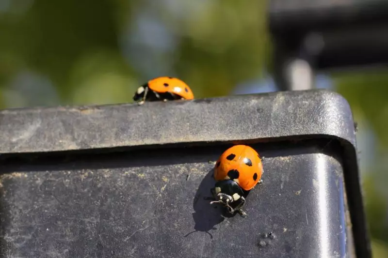 Ladybird Invasion: Why Britain's Homes Are Being Overrun This Winter