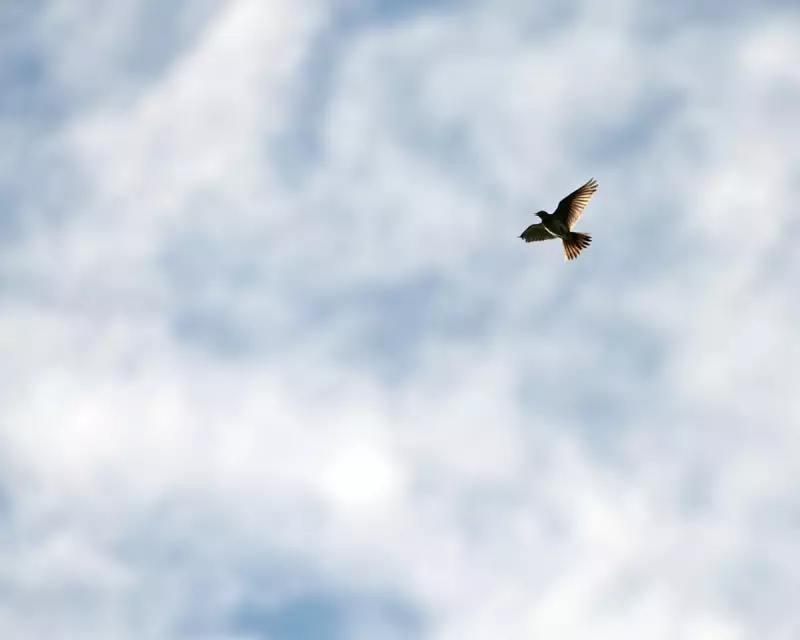 Liquid Call From Above: The Curlew's Haunting Song of Resilience in the Yorkshire Dales