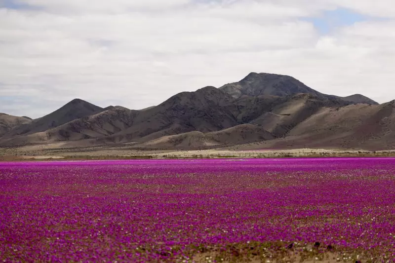 Manchester's Streets Flood with Purple: Powerful Images from Weekend Palestine Marches