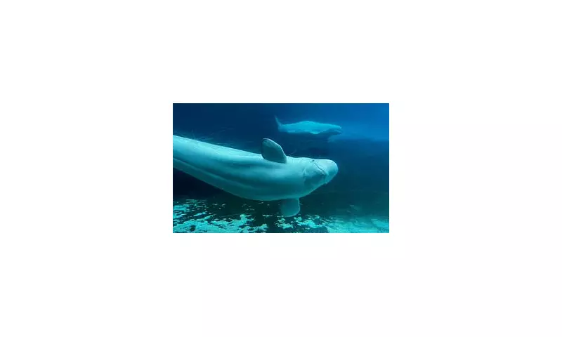 Marine Tragedy Looms: Theme Park Forced to Consider Euthanising 30 Beluga Whales Amid Export Ban Crisis