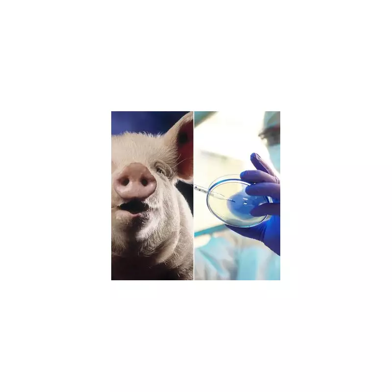 Medical Marvel: Fish Skin Grafts and Pig Heart Transplants Revolutionise NHS Treatment