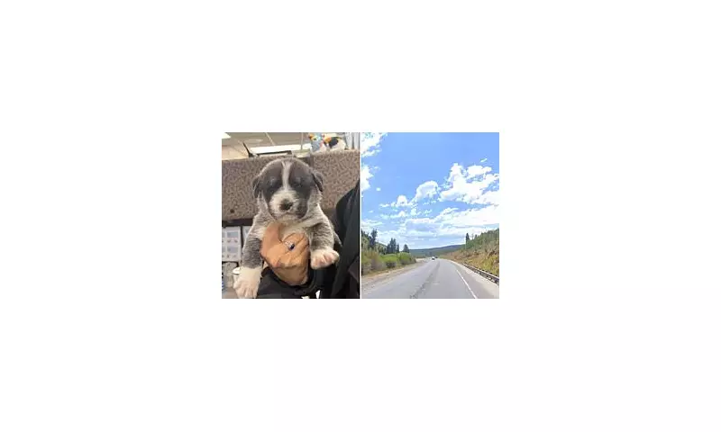 Miracle Puppy Rescue: 22 Dogs Saved from Highway Peril in Dramatic Utah Operation