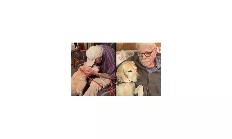 Miracle Reunion: Devoted Owner Finds Missing Labrador After Heart-Wrenching 10-Month Search