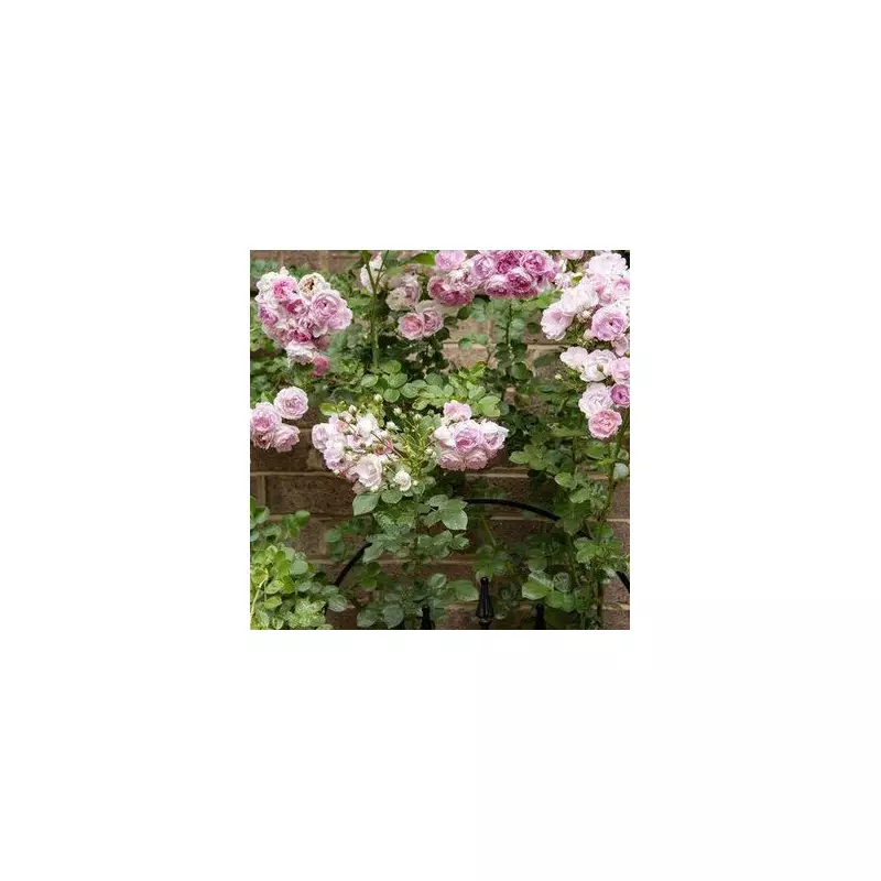 Monty Don's Secret Gardening Weapon: This One Plant Will Transform Your Garden