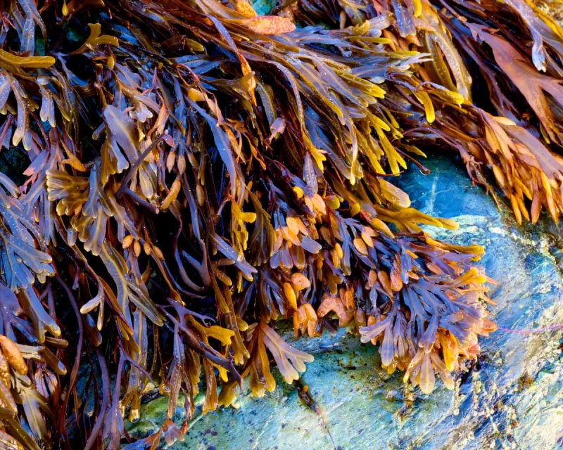 Moonstone Magic: Rediscovering Wales's Glimmering Blue Seaweed in 1925