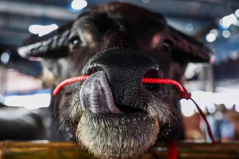 Move Over, Miss Universe: Thailand's Buffalo Beauty Pageant Crowns Its Most Magnificent Beasts