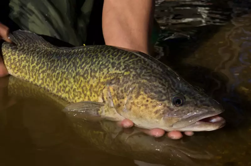 Murray Cod's Epic 1,100km River Journey Stuns Australian Scientists