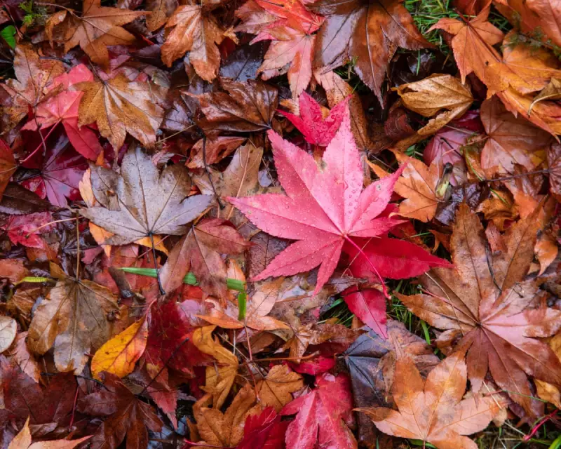 National Trust Launches 'Autumn Unlocked' Campaign: Your Ultimate Guide to Seasonal Wildlife Wonders