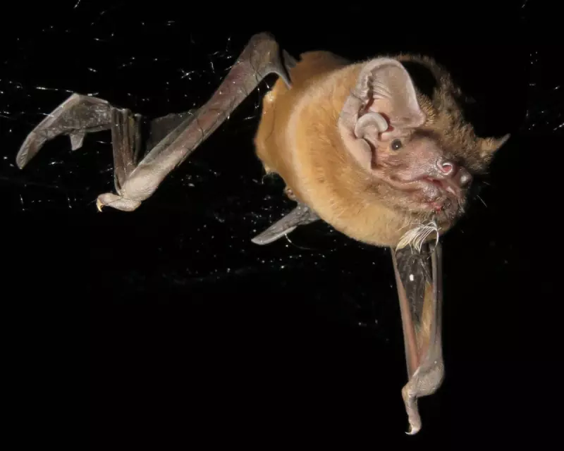 Nature's Aerial Assassin: Grisly Footage Reveals Bat Catching and Eating Robin Mid-Flight