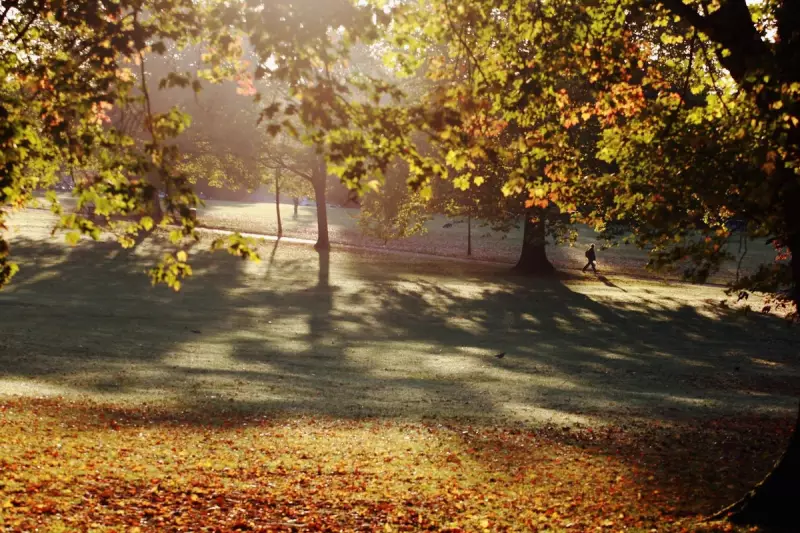 Nature's Bounty: Why Autumn 2025 Will See Britain's Trees Produce a Spectacular 'Mast Year'