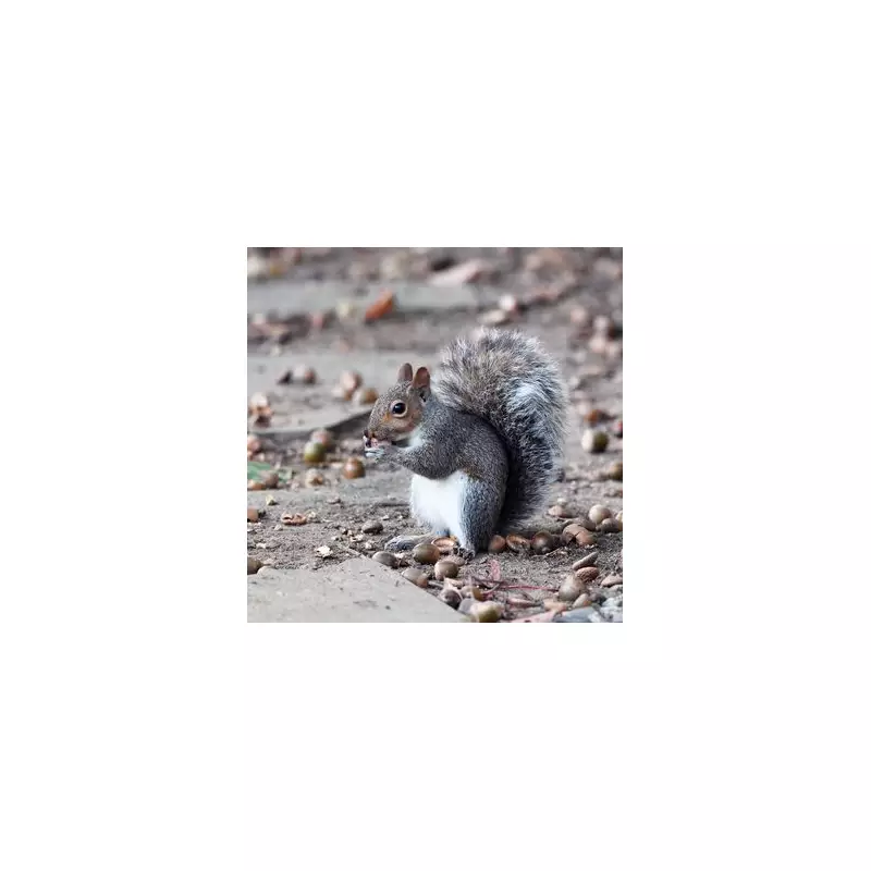 Nature's Bumper Payday: The Fascinating Reason Behind Britain's Acorn Avalanche