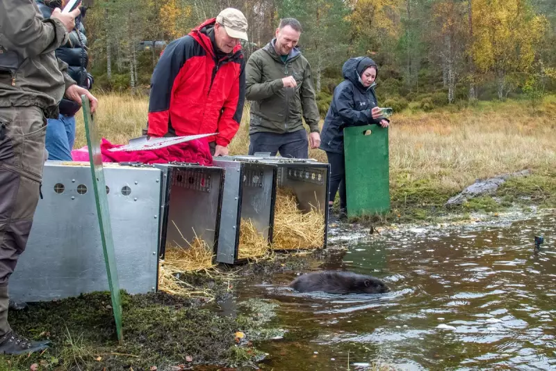 Nature's Engineers Return: Beavers Make Triumphant Comeback to Scottish Highlands