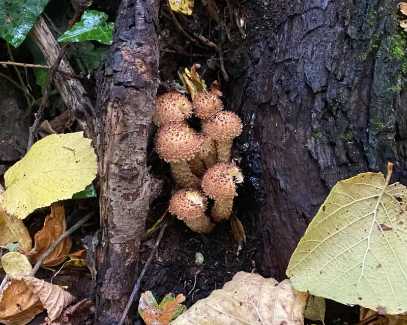 Nature's Hidden Jewels: A Young Naturalist's Magical Discovery of Woodland Fungi