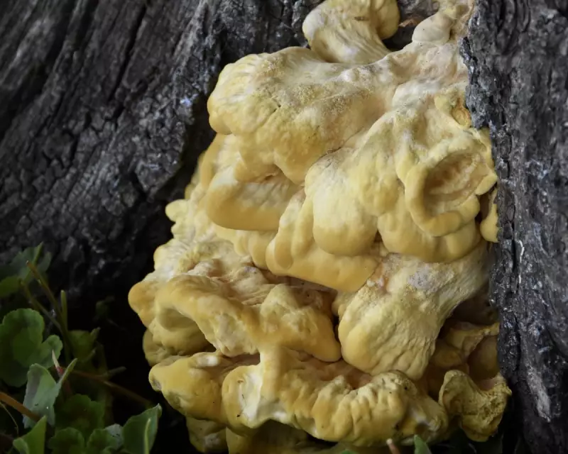 Nature's Kitchen: The Secret World of Fungi's Autumn Feast in British Woodlands