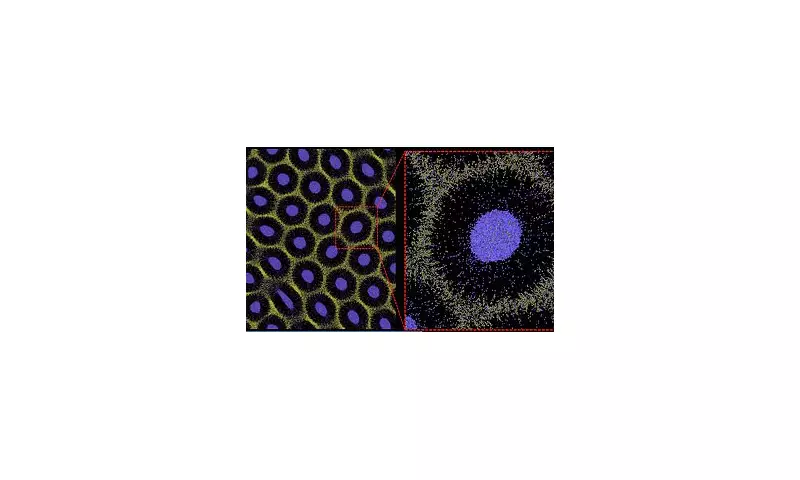 Nature's Mathematical Marvel: The Secret Code Behind Leopard Spots and Zebra Stripes Finally Cracked