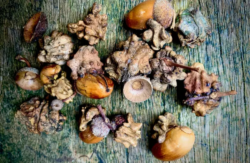 Nature's Oddities Revealed: The Mysterious World of Deformed Acorns in Britain's Misty Woodlands