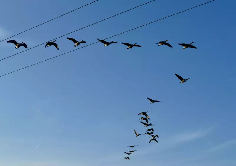 Nature's Rest Lesson: How Canada Geese Reveal the Secret to True Resilience
